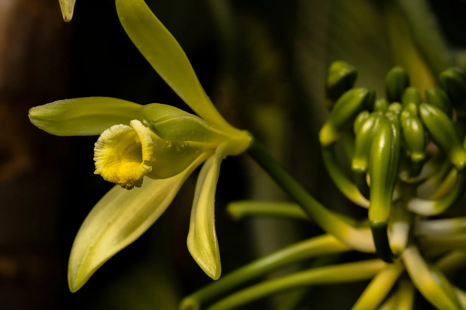 image of vanilla planifolia