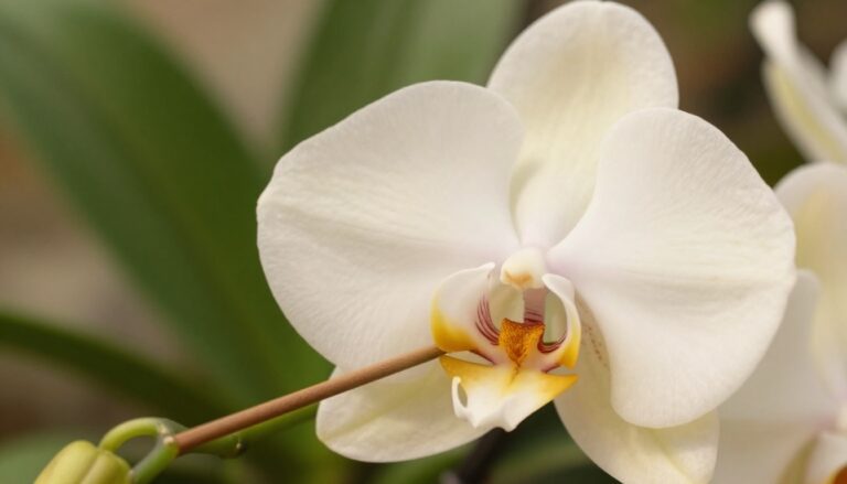 Vanilla Orchid Pollination Explained, From Flower to Bean